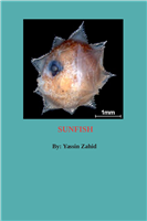 #1848 - Sunfish